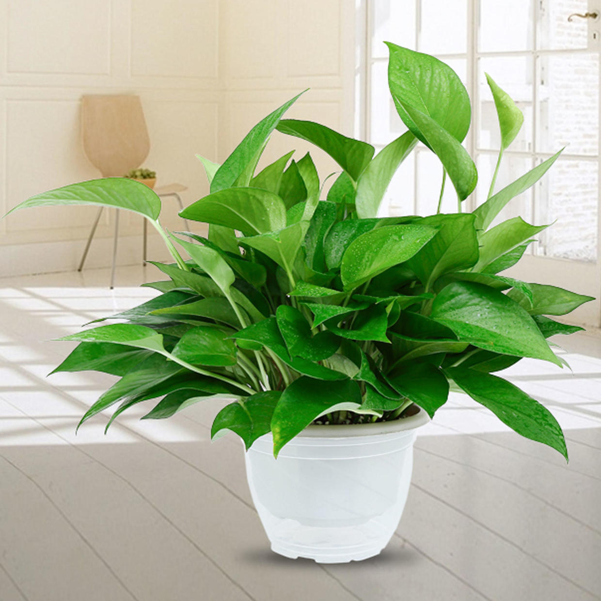 绿萝虽好养但也有不少坑