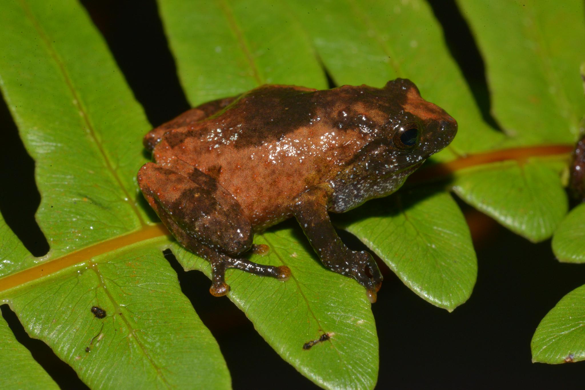 蛙!科研人员取消侏灌树蛙在我国分布记录