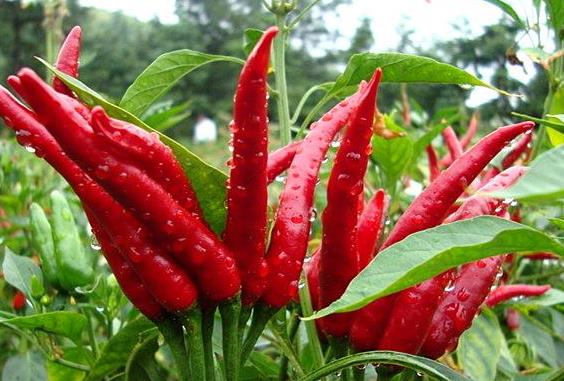 天等指天椒:醇香浓郁,辣味十足