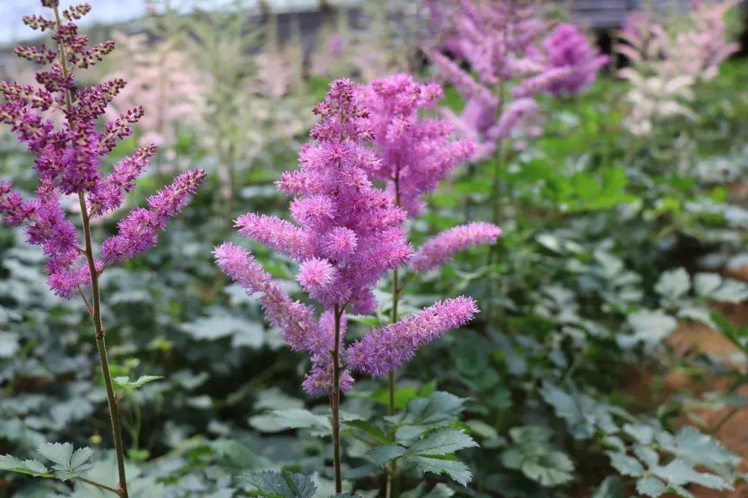 落新妇属于多年生草本花卉,用块茎繁殖.