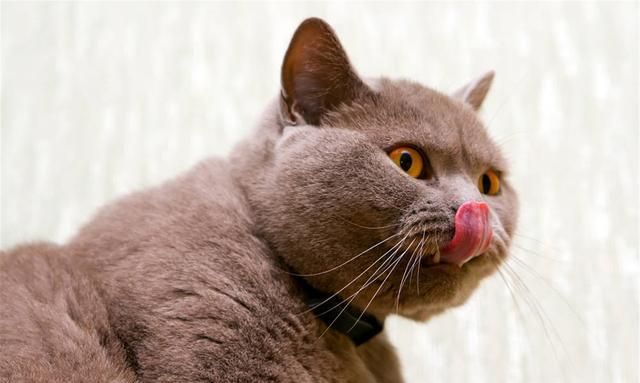 小猫舌头伸在外面并且流口水