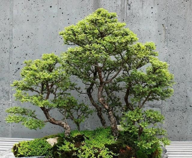 制作丛林式盆景时布局上的好坏凸显出不一样的自然风情