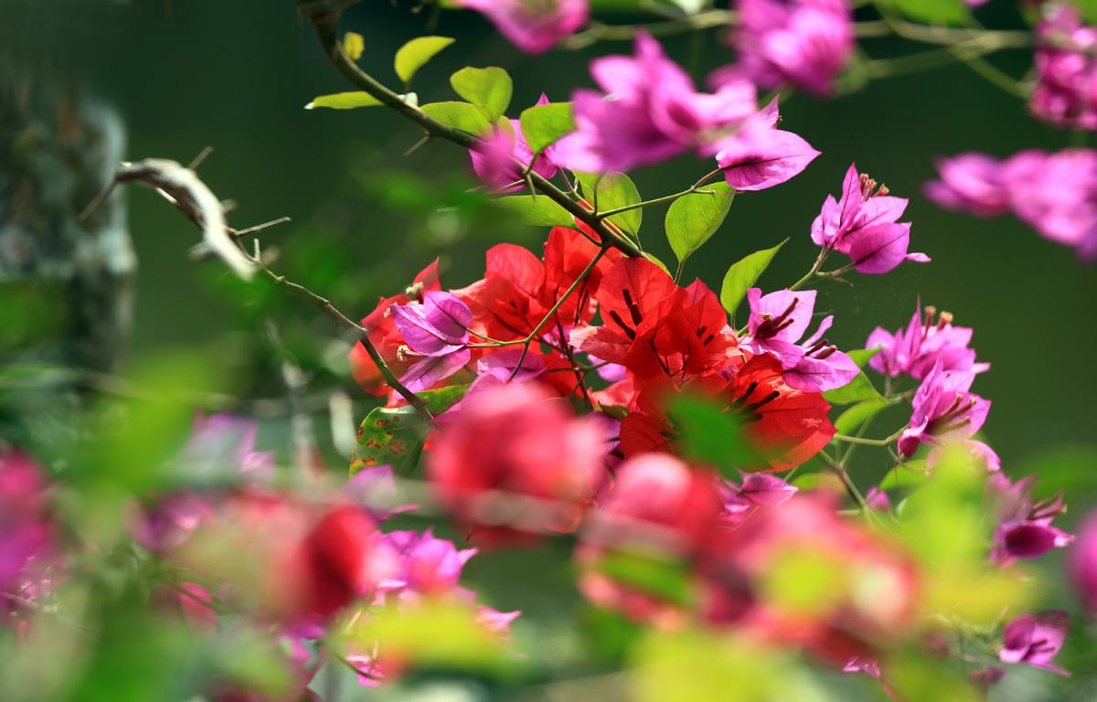 三角梅花期已经过了,4件事做得好!