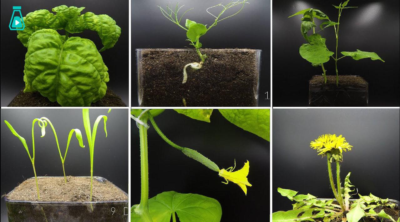 赏心悦目的植物种子生根发芽的延时视频