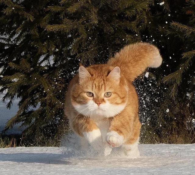 战斗民族的橘猫,长着招财猫的脸蛋,却霸气十足不怒自威