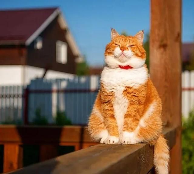 战斗民族的橘猫,长着招财猫的脸蛋,却霸气十足不怒自威