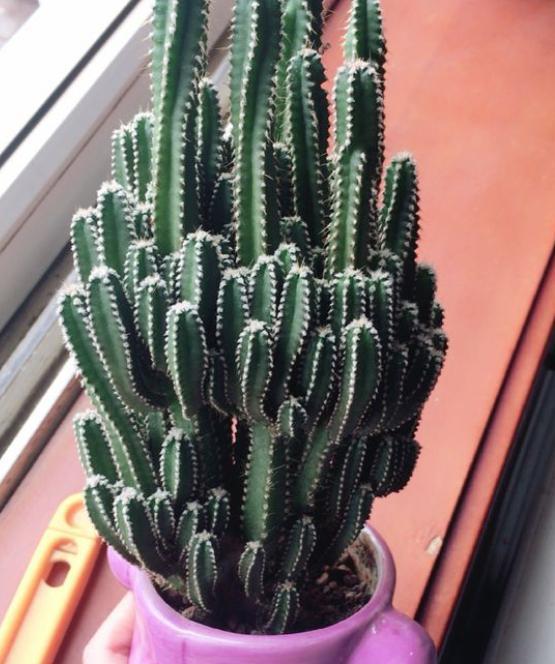 多肉万重山烂根了,一个方法拯救它,层层叠叠又爆盆