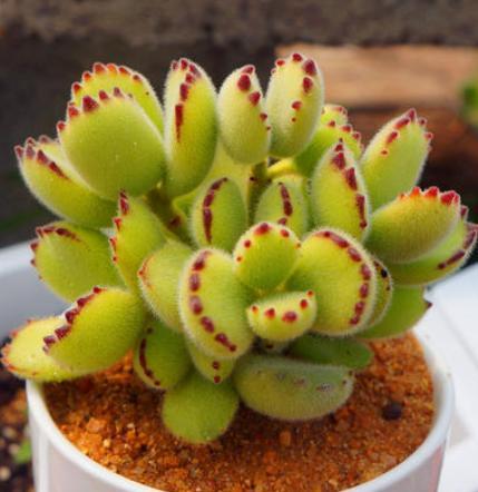 多肉熊童子,哗哗掉叶子,早做3个预防,盆里挤满"红爪子"