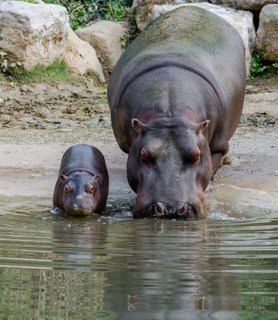 非洲之王鳄鱼水中无敌碰到河马为什么就乖乖认输