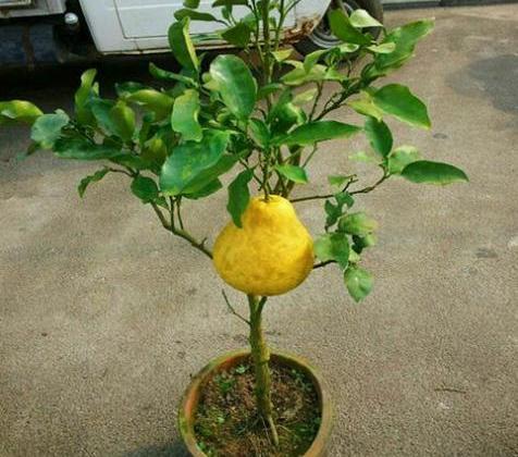 盆栽柚子树有2个最佳修剪时间做好了年年开花挂满果