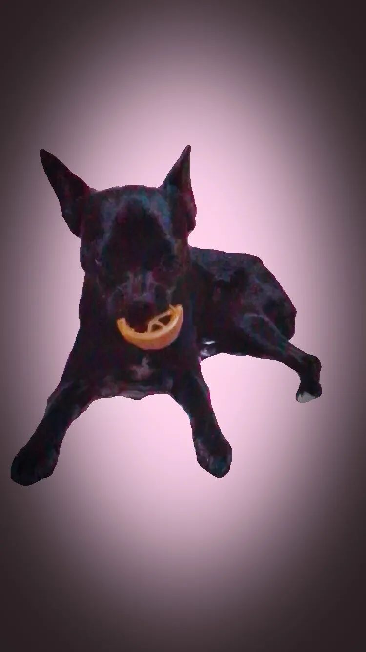 很早就想过,如果养了黑狗狗就叫小天狼星,简称小狼,当狼养,那么拍照