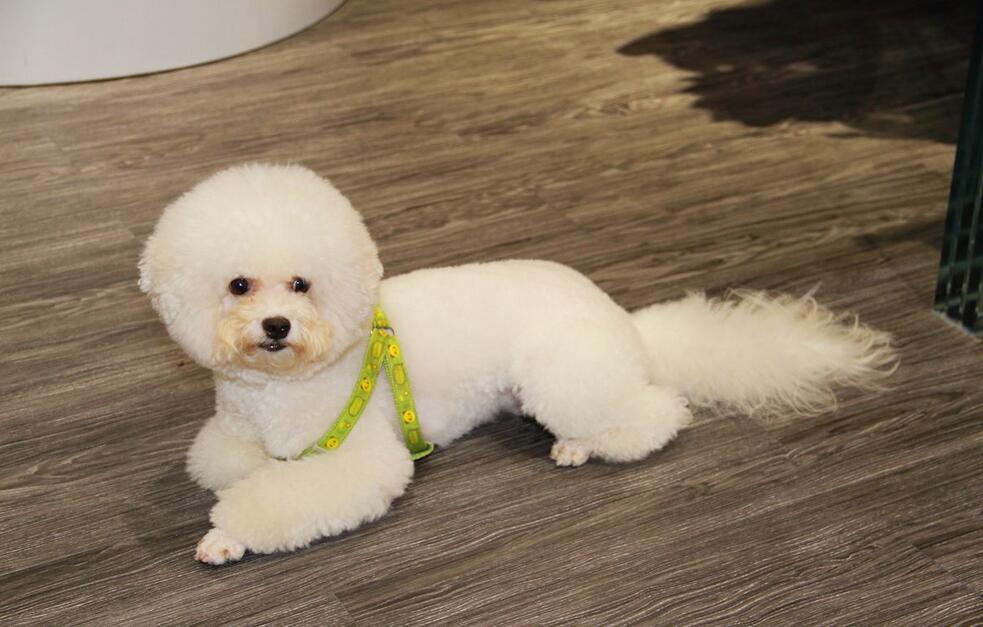 大多数比熊犬活不过15岁背后竟是这些原因