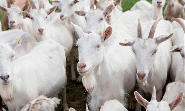 买活羊,要分清"公羊"和"母羊",区别挺大,弄懂再买不被忽悠