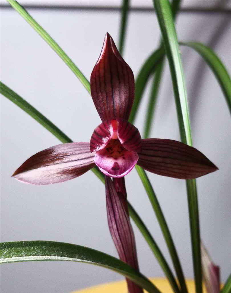 春兰顶级红素"醉红素",花色鲜艳,香味扑鼻!