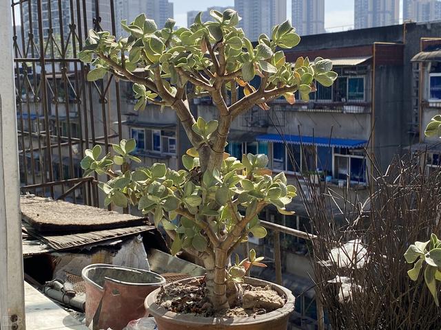 阳台上的盆景如何养护?做好4点,保湿最重要,阳台族们的福音