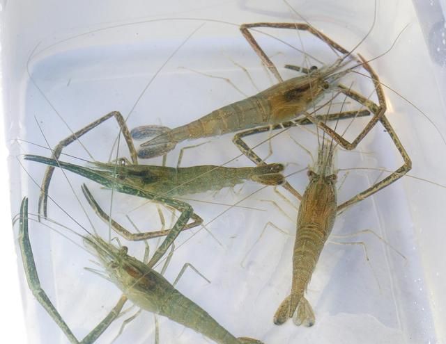 草虾|河虾|虾_新浪新闻