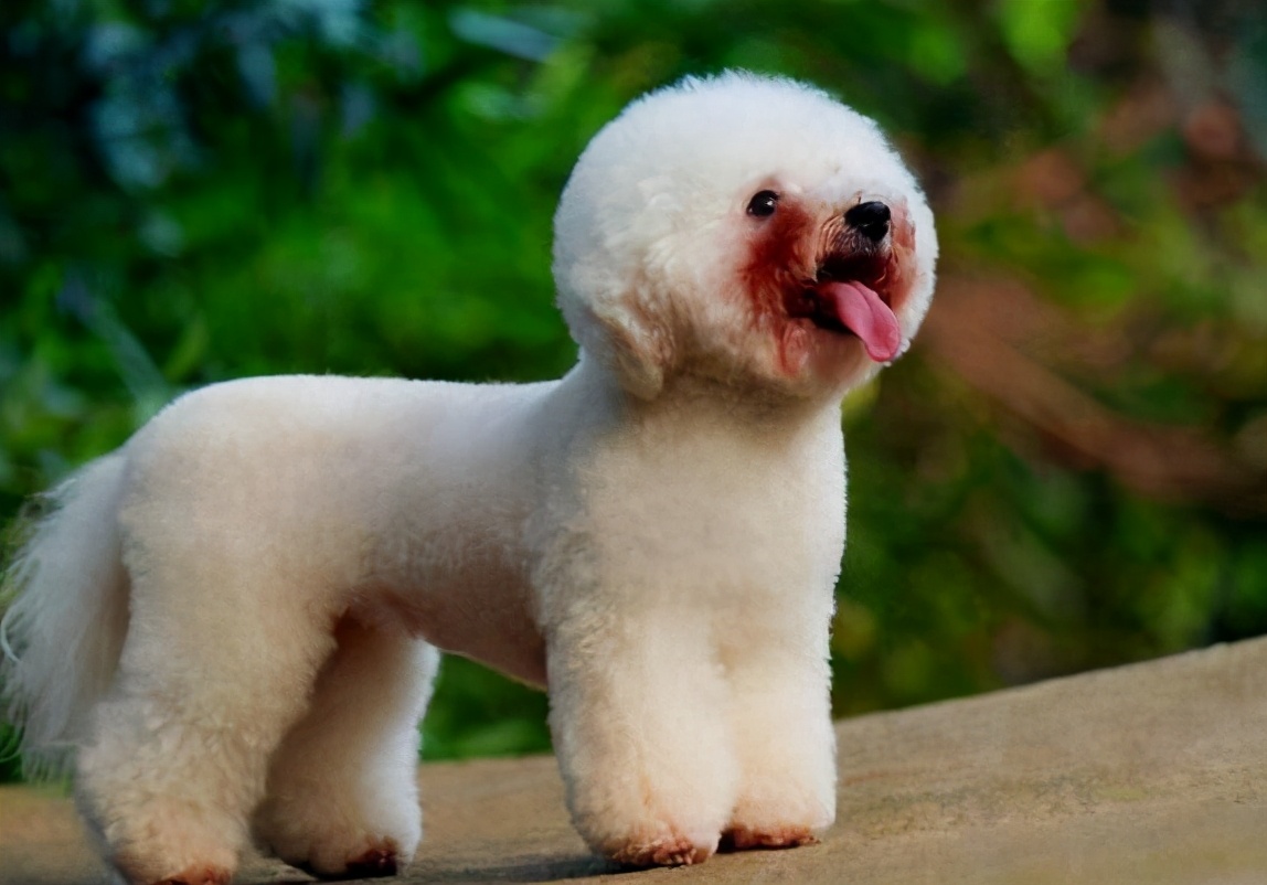 大多数比熊犬活不过15岁背后竟是这些原因