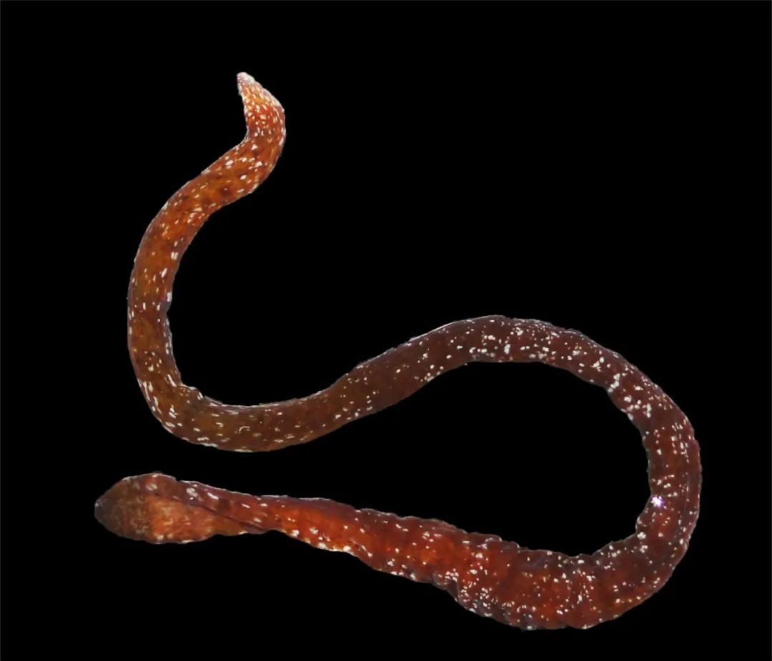 奇怪的动物知识|论文|寄生蜂|千足虫_新浪新闻