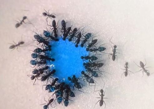 很快这滴饮料就被它们给喝光了,一个个的蚂蚁肚子也变成了蓝色