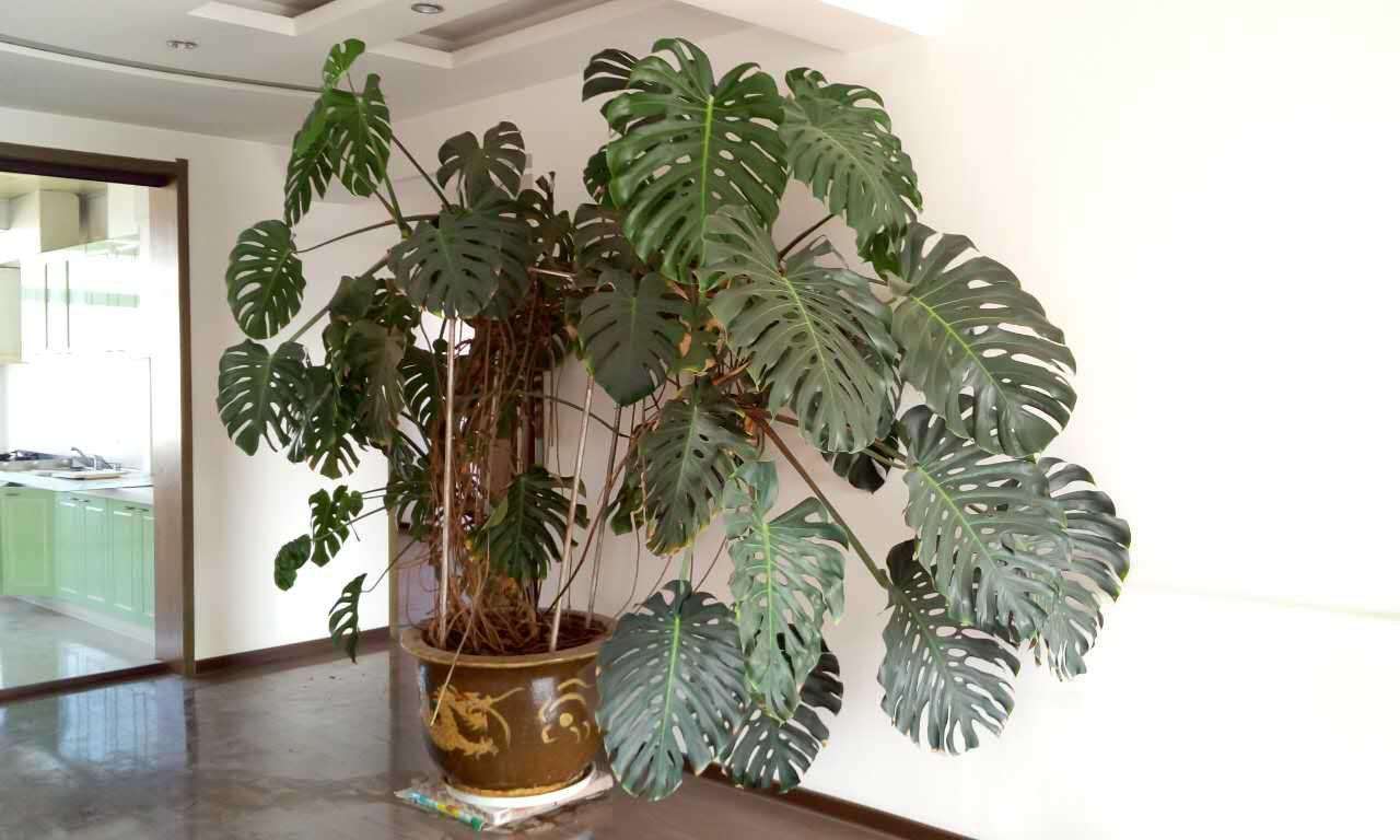 龟背竹耐寒净化空气,常春藤爬藤快,君子兰会开花,你知道吗?