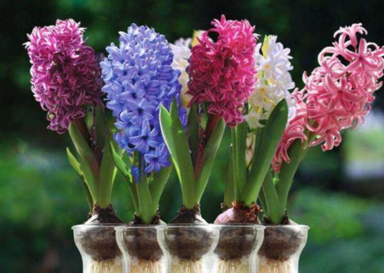 风信子"夹箭"原因就一个,就是"太着急",栽种必须"暗处理"