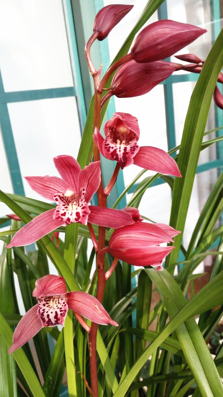 养兰首选红满天花大色艳香味浓养护简单