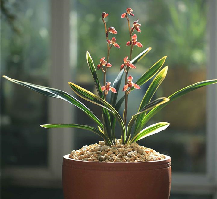 兰花|花色|矮种_新浪新闻