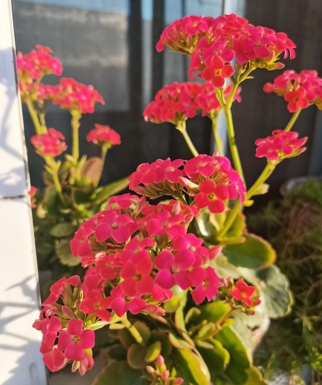 石家庄笔记:封闭期间的居家生活|阳台|笔记|朱莲_新浪新闻