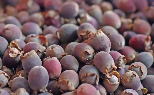 大山里这种黑黑的小野果,拿来泡酒喝,每天一杯,黑发悄悄长回来