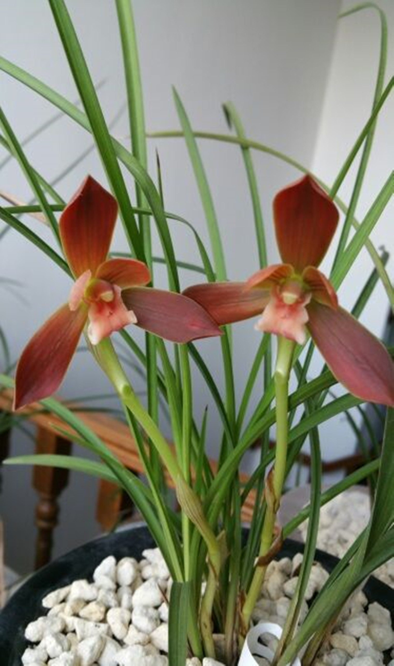 它就是豆瓣兰"红河红",它下山于云南红河地区,养兰的都知道云南的兰花