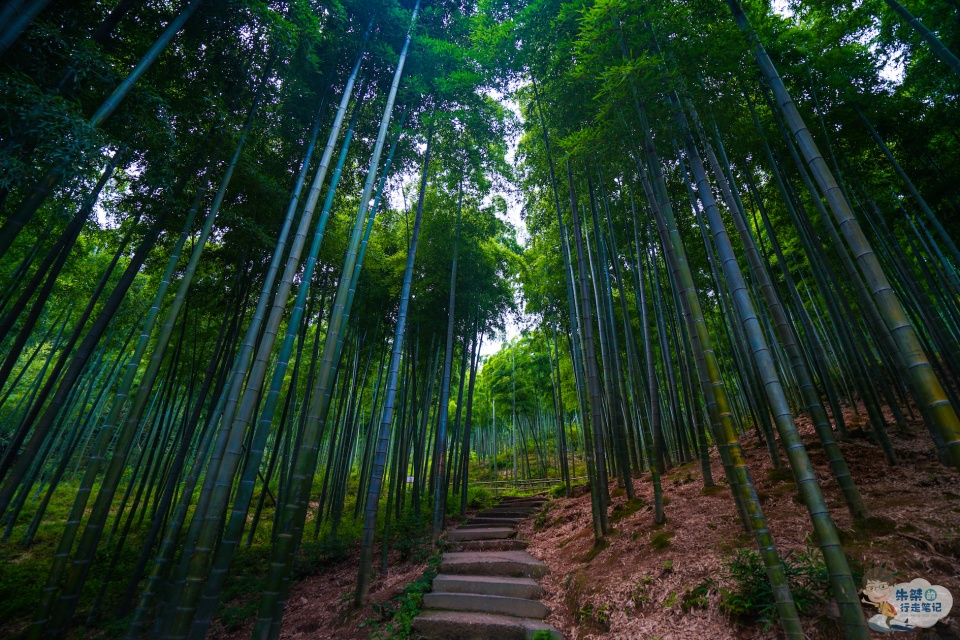 因电影卧虎藏龙竹林打戏在此取景而名声大噪的中国大竹海
