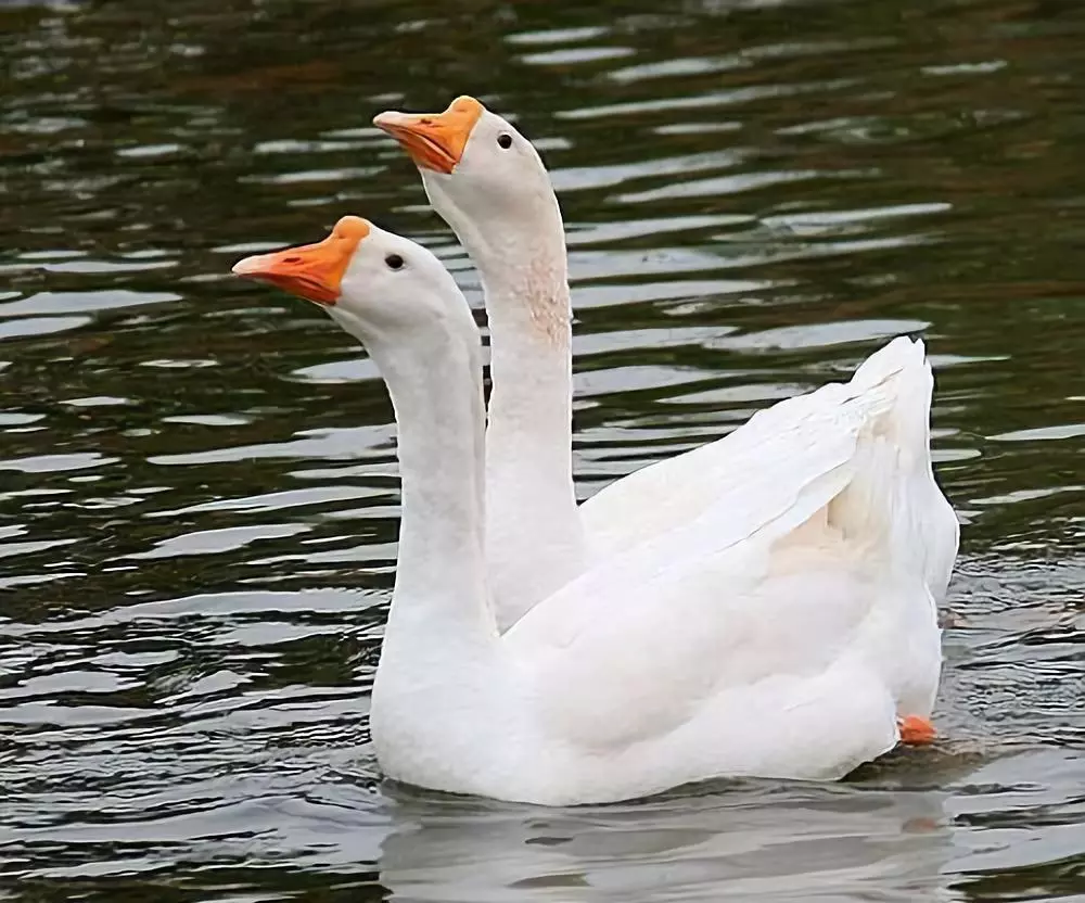 皖西大白鹅,你吃过吗?