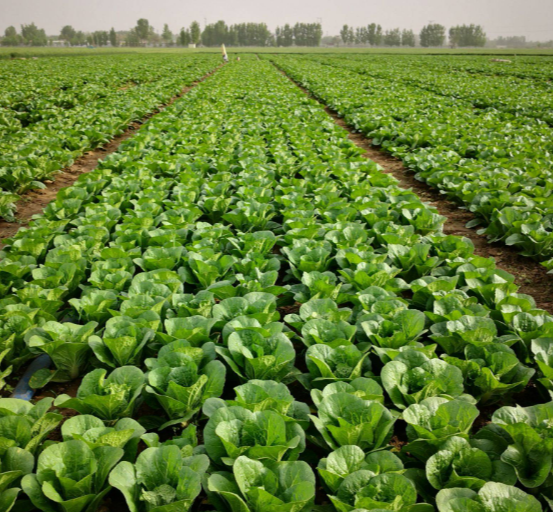 娃娃菜的生长周期相对较短,一般种植45-55天后成熟.