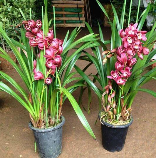 养花就养大花蕙兰盆栽长势旺花开一簇接一簇花期又长