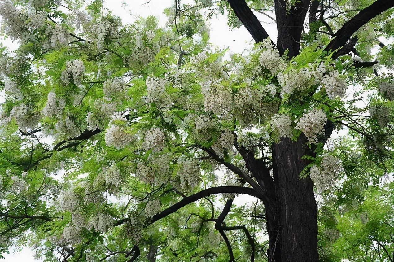 人们常常会将槐树种在自己家的围墙两侧,当春天槐树开花时,调皮的孩子