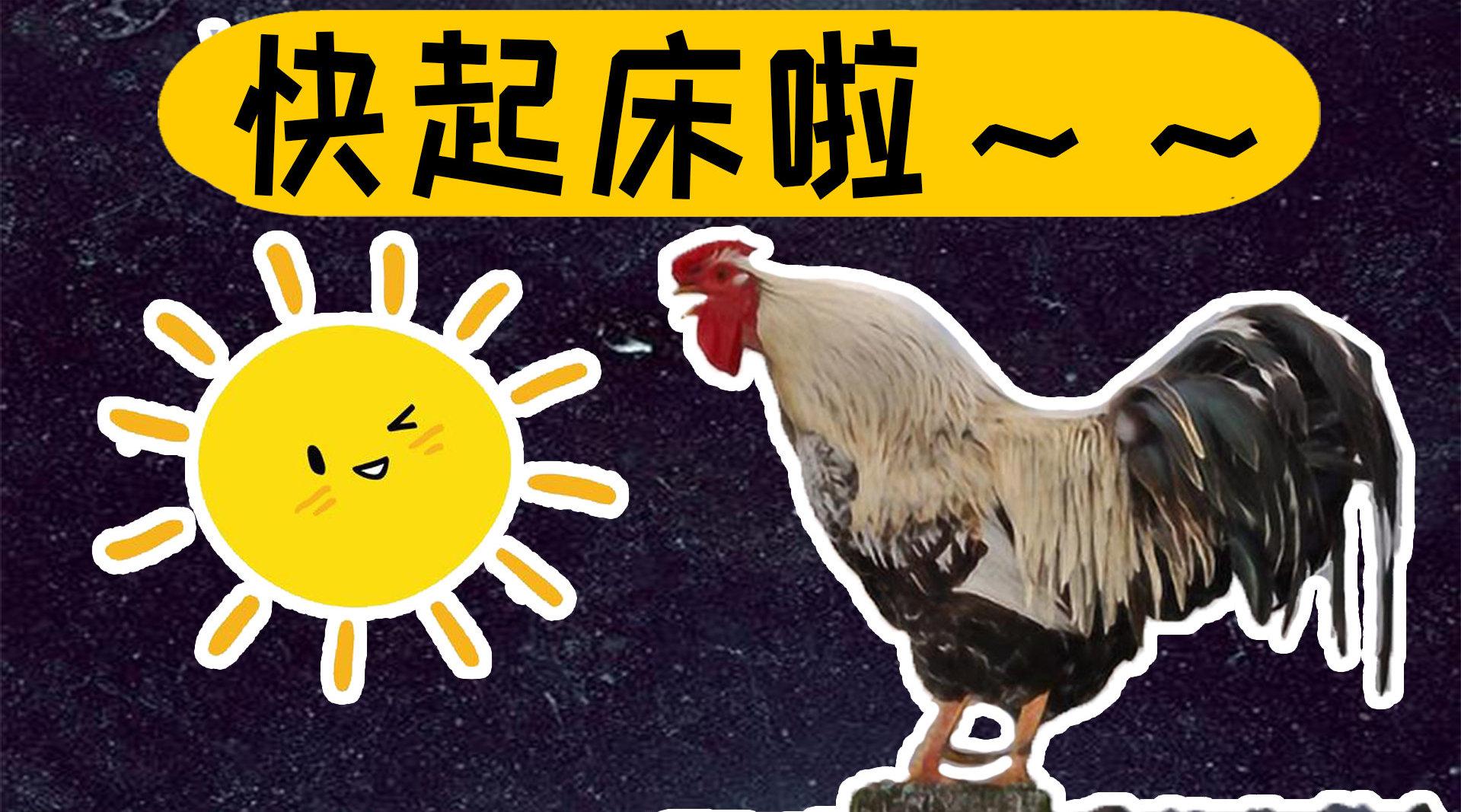 为什么公鸡放着懒觉不睡,每天起早打鸣?