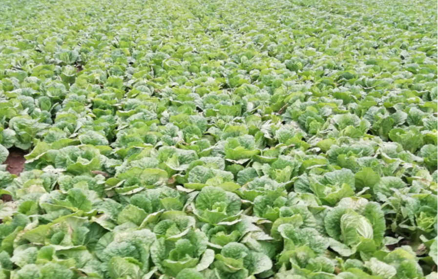 四季可种植的娃娃菜产量销量高种植高产掌握几点轻松过万斤