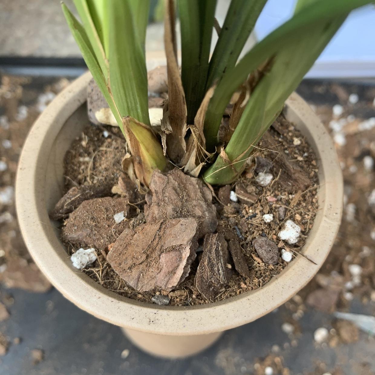 种兰花,植料不用买,公园里捡一些松树皮,养兰花促进开花