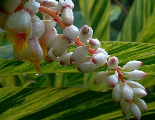 豆蔻的栽培与注意事项