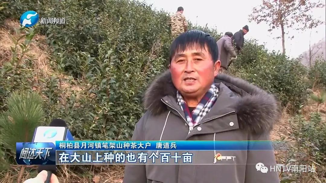 「绘就中原乡村美丽底色」桐柏县月河镇:蝶变激发添动能