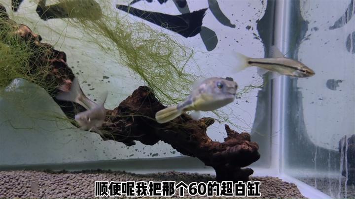 一条斑马狗头鱼和一个小鱼缸,送给铁哥们,这算是被打劫了吗?