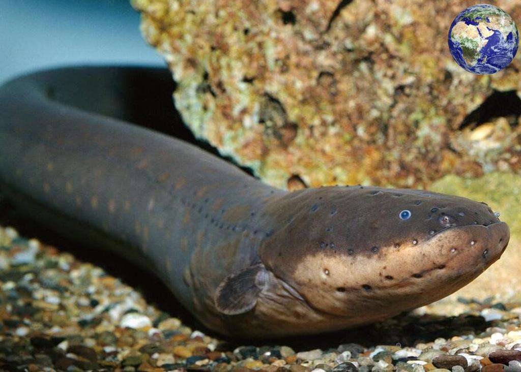 为什么连当地人都不敢在里面游泳?