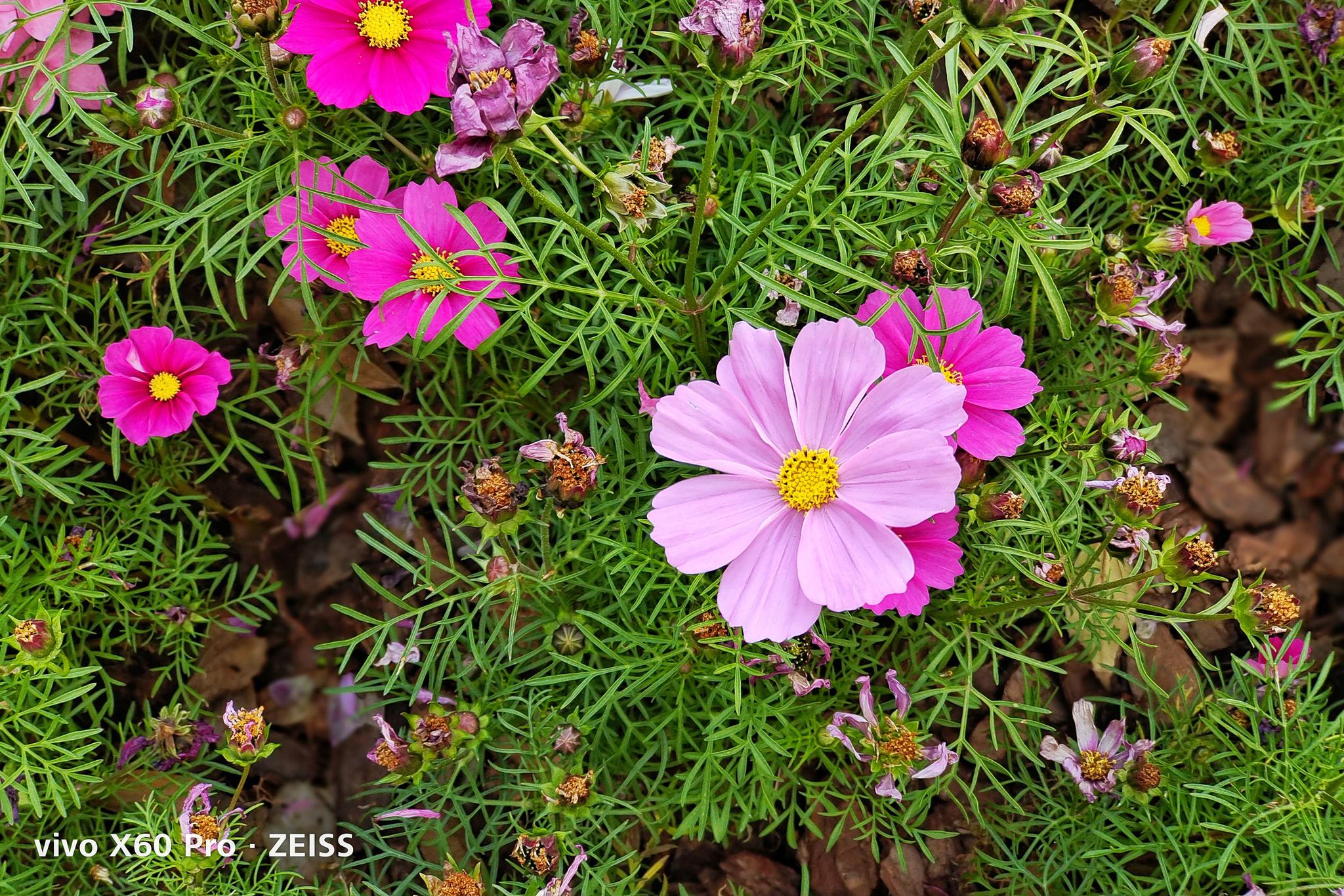 蔡司小蓝标加持拍照大有作为vivox60pro评测