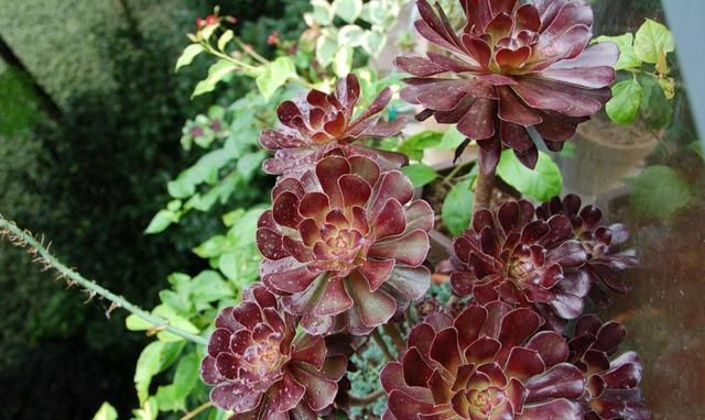 黑法师变成绿法师原因出在哪了呢看容姐怎么说