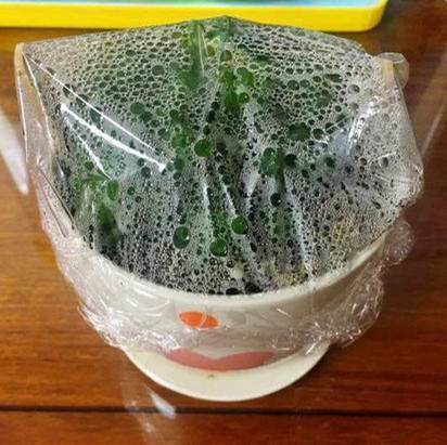 买菜的塑料袋别丢了,给家里的花卉套上,保暖保湿,安全过冬!