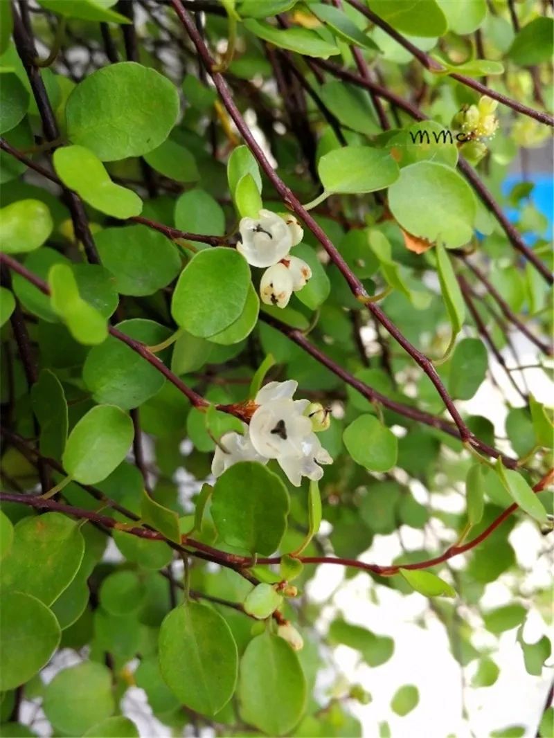 能上天入地的千叶兰你养总黄叶4个小技巧