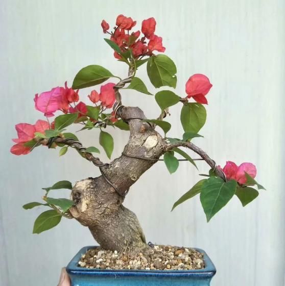 微型盆景三角梅促进开花的方法和细节