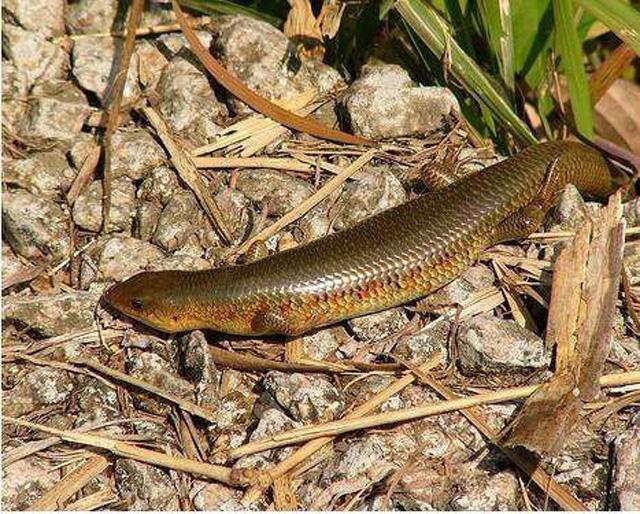 无意中拍下长脚蛇画蛇添足不在是多此一举