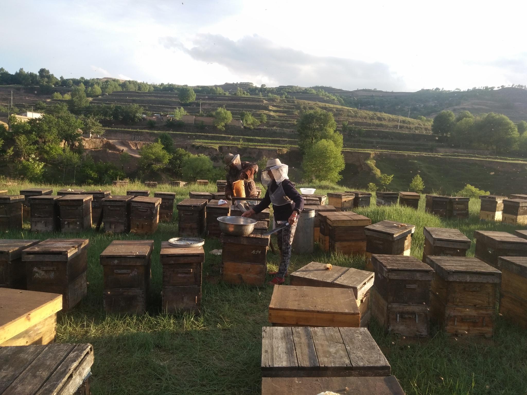 云南|蜜蜂|养蜂人_新浪新闻