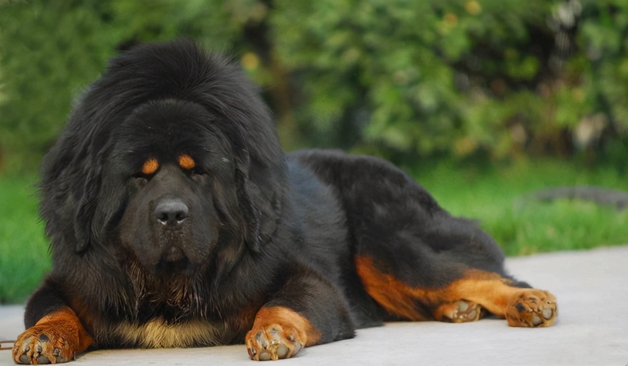 养狗推荐这5种大型犬养了它们安全感十足